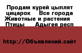 Продам курей цыплят,цицарок. - Все города Животные и растения » Птицы   . Адыгея респ.